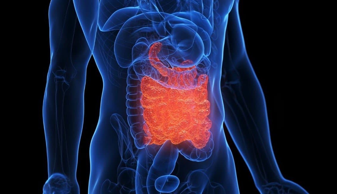 A translucent blue rendering of a human torso against black. The small intestine, coiled tightly in the centre of the abdomen, is lit bright orange against the blue of the surrounding organs.